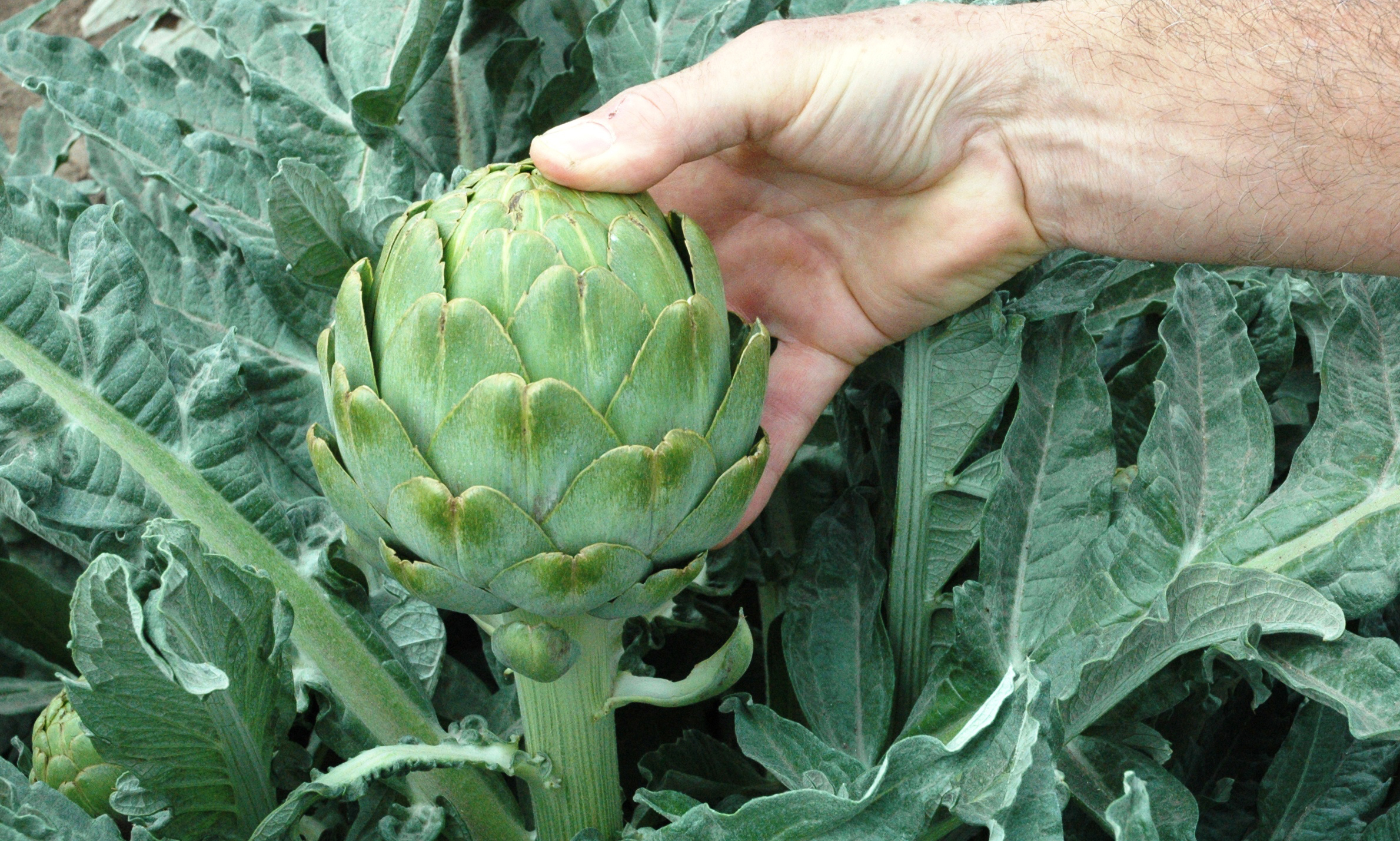 What are the health benefits of artichokes?