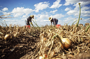 Workers in South Texas last year harvested the sweet Texas 1015, an onion created to stop tears. Credit Jody Horton