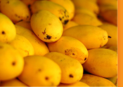 mangoes-and-breast-cancer[featuredImage]